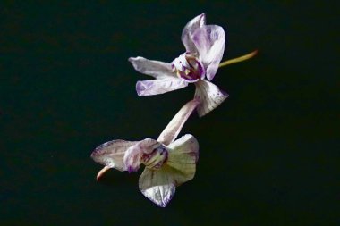 Natürmort orkide yaprakları