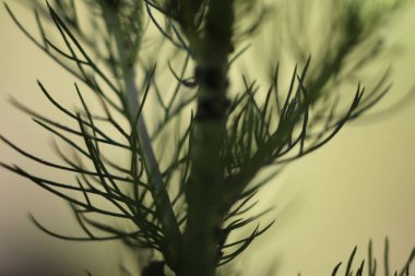 Öğleden sonra arka ışıkta çalı sapı