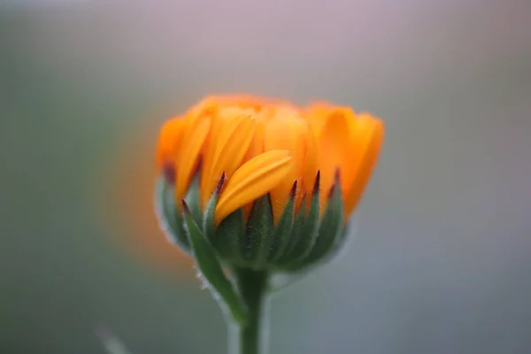 회색에 오렌지 크라운 — 스톡 사진