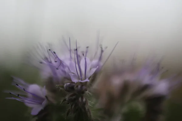 背光中的紫色花 — 图库照片