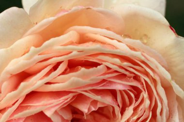 Boşluklar ve damlacıklar ile yaprakları