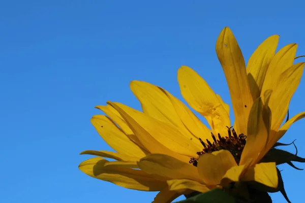 蓝天映衬下的花朵 — 图库照片
