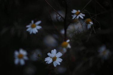 Karanlık zemine karşı çiçekler