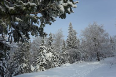 kar altında Firs ile kış manzara