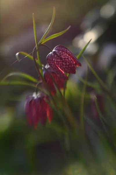 春の庭の草の中のグラウスの花 — ストック写真