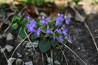 Bahar ormanında çim arasında Bush menekşe