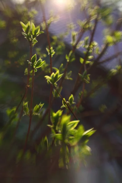 Blätter Blühen Aus Knospen Frühling Der Sonne — Stockfoto