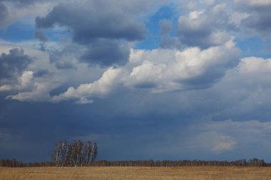 Bahar gökyüzüne karşı çayır ağaçlar