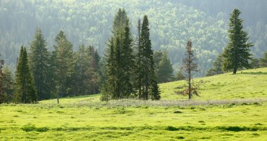 dağlarda bahar ormanı arka planda yalnız ayakta çam