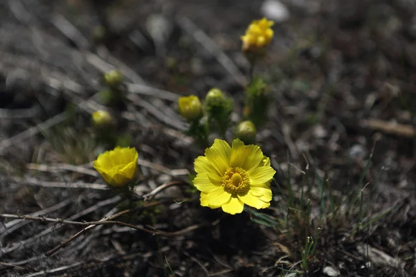 First Field Spring Flowers — Stock Photo, Image