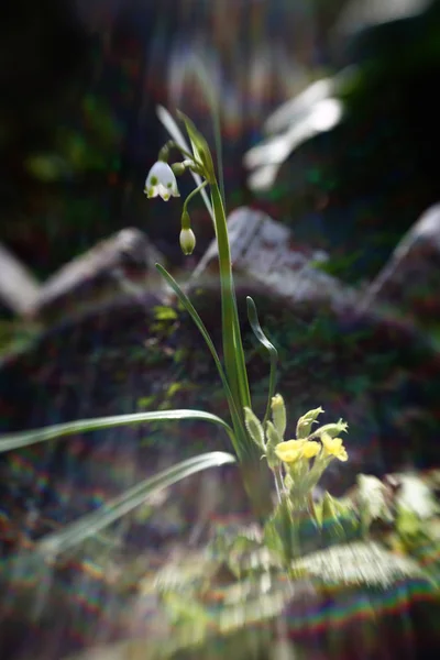 最初のフィールド春の花スノードロップ — ストック写真