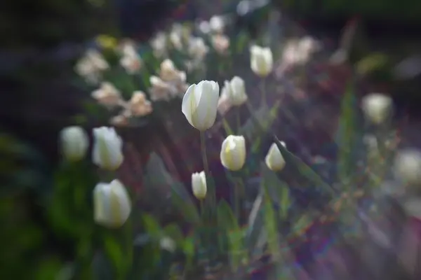 最初のフィールド春の花チューリップ — ストック写真