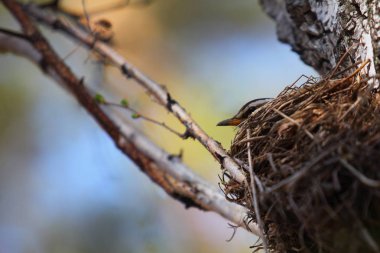 kuş yuvada inkükular