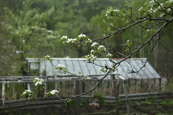 Brotes Medio Abiertos Manzanos Fondo Del Invernadero Jardín — Foto de Stock