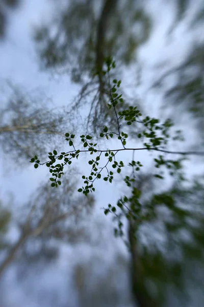 春の空を背景にした柔らかい緑の葉 — ストック写真