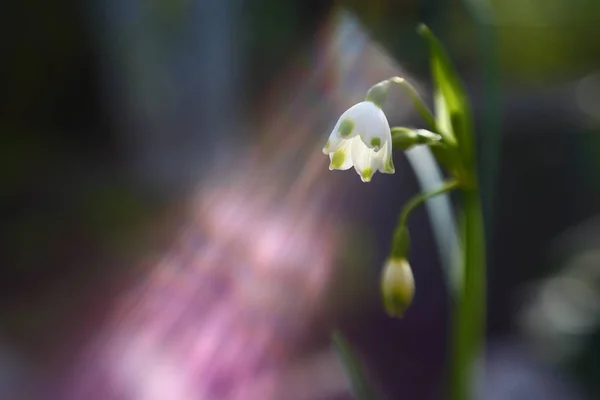 最初のフィールド春の花スノードロップ — ストック写真