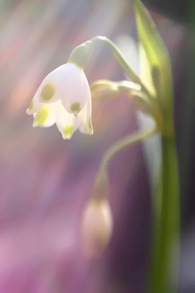 最初のフィールド春の花スノードロップ — ストック写真