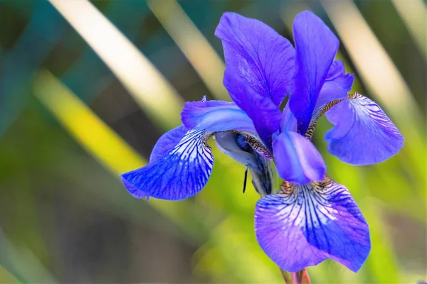 在模糊的背景上特写的蓝色虹膜花 — 图库照片