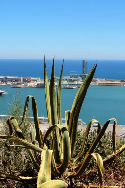 Barselona, Ispanya limanında arka plana karşı muhteşem Agave kaktüs.