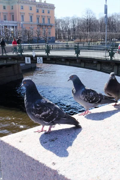 Saint Pétersbourg Russie Avril 2019 Pigeons Sur Pilier Granit Pont — Photo