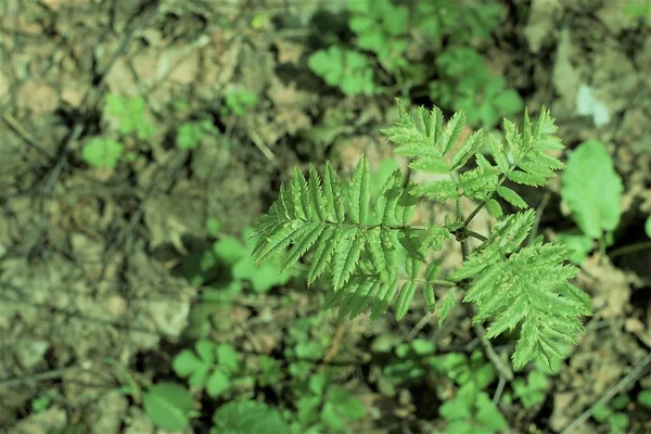 Bulanık Bir Arka Plan Closeup Üzerinde Güzel Yeşil Yaprakları — Stok fotoğraf