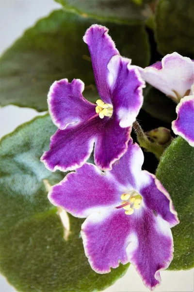 Blommande Violett Med Vita Vener Bakgrunden Bladen — Stockfoto