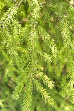Bulanık yeşil arka planda genç bir ladin dalı.