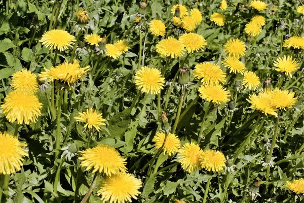 Část Zeleného Pole Posetá Žlutými Dandelii — Stock fotografie