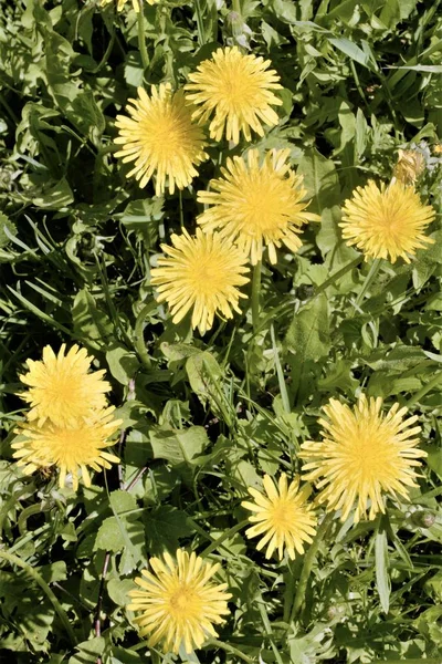 Início Primavera Flores Dente Leão Fechar — Fotografia de Stock