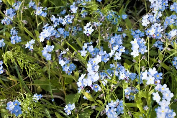 在阳光明媚的日子里 在田野里 忘记我 不要野花 在俄罗斯中部经常发现具有众多花序的蓝色小野花 给人留下愉悦的印象 一株盛开的春天植物 大自然的魅力 — 图库照片
