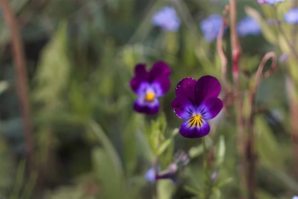 Primer Plano Una Pequeña Flor Campo Violeta Sobre Fondo Borroso — Foto de Stock