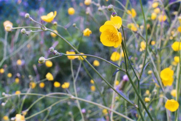 Gelbe Wildblumen Von Ranunkeln Auf Einem Feld Großaufnahme — Stockfoto