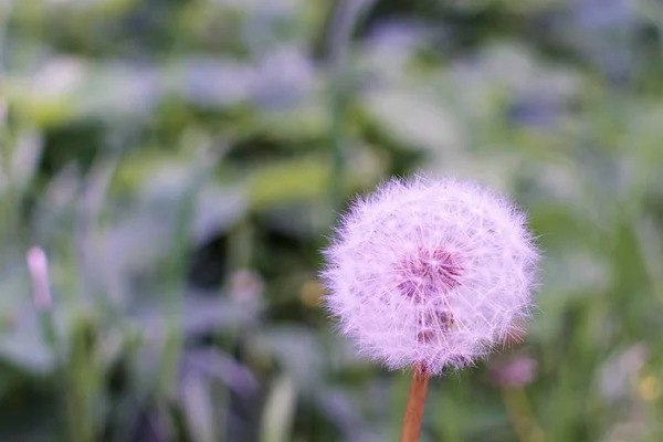 Ball Dandelion Blurred Background — Stock Photo, Image