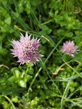 Bulanık bir arka plan üzerinde güzel mor çiçek sıradan yeşil soğan.