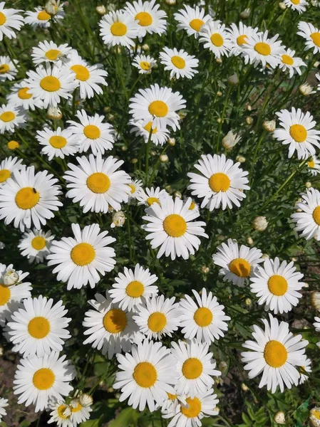Schöner Hintergrund Einer Großen Anzahl Weißer Gänseblümchen Auf Grünem Hintergrund — Stockfoto
