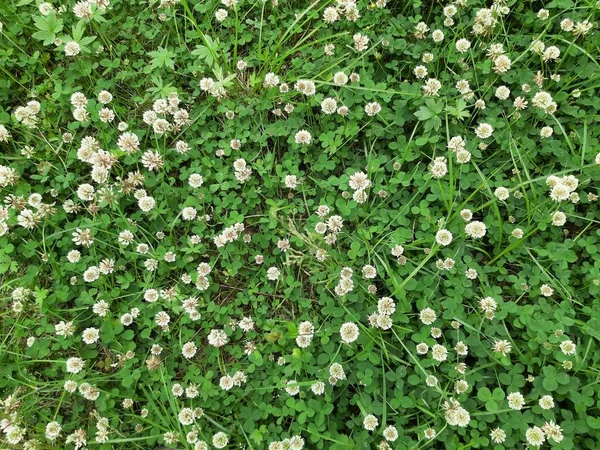 Ursprünglicher Grüner Hintergrund Form Einer Lichtung Mit Zahlreichen Kleeblumen — Stockfoto