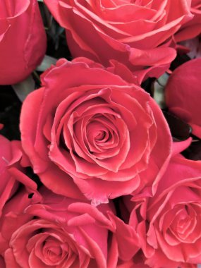 Romantik bir arka plan olarak muhteşem kırmızı gül yakın çekim.