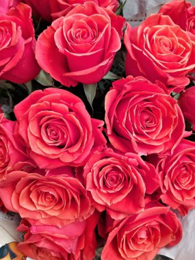 Büyük miktarlarda taze büyük kırmızı güller.