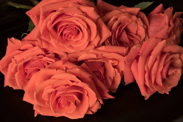 Roses Rouges Fleurs Sur Fond Noir Close — Photo