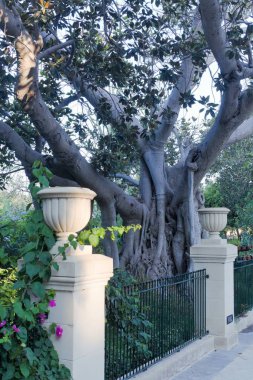 Floriana, Malta, Ağustos 2019. Bir ejderha ağacının dikey görünümü.