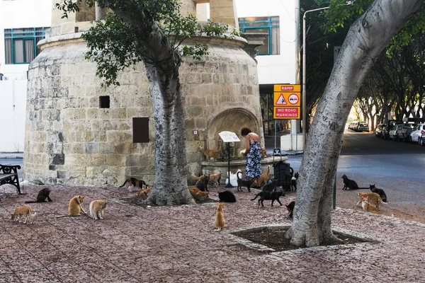 Флориана Мальта Август 2019 Года Многие Кошки Площади Перед Собором — стоковое фото