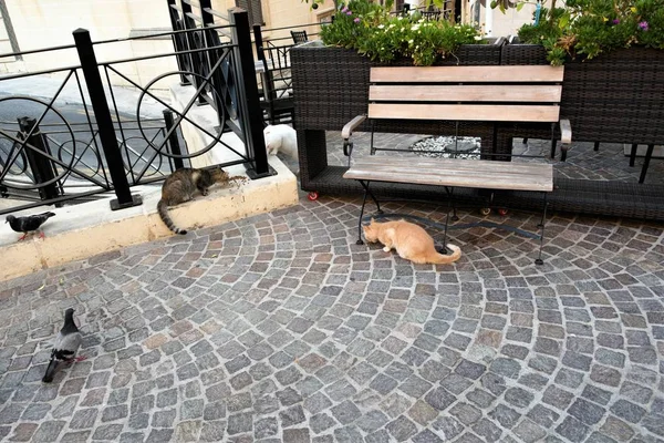 Valletta Málta 2019 Augusztus Macskák Galambok Egy Parkban Főváros Központjában — Stock Fotó