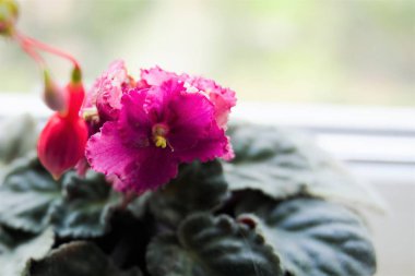 Yalnız kırmızı mor çiçek ve bulanık fuşya çiçeği.