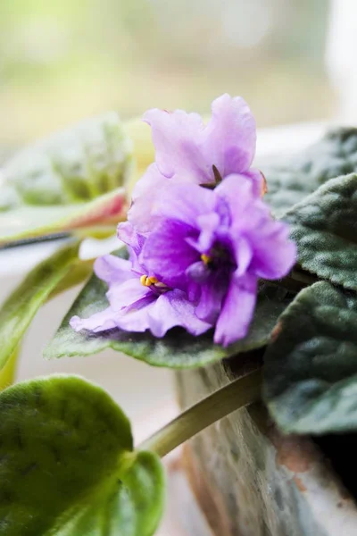 Violett Blommor Kruka Suddig Fönsterbakgrund — Stockfoto