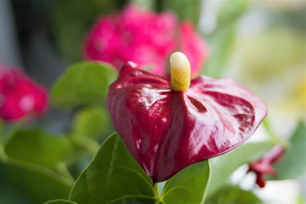 Närbild Röd Calla Blomma Suddig Bakgrund — Stockfoto