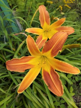 Yeşil bir arka planda günlük çiçekler..