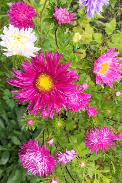 Schöner Hintergrund Großer Gartenblumen Weißer Und Roter Astern — Stockfoto