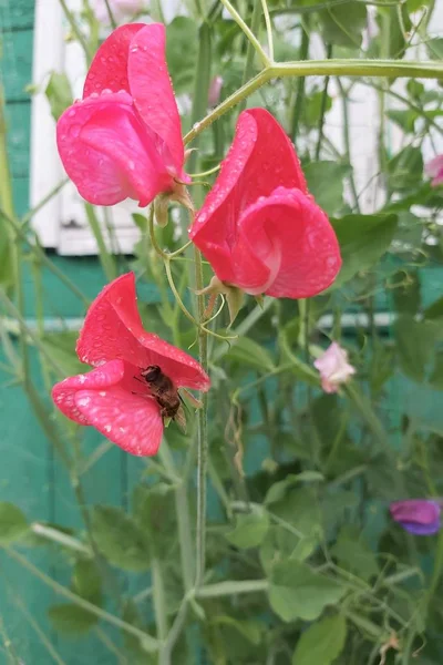 Kırmızı Bezelye Çiçeğinin Üzerindeki Arı — Stok fotoğraf