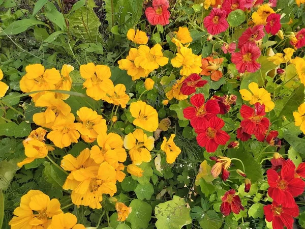 Röda Och Gula Nasturtium Blommor Sommaren — Stockfoto