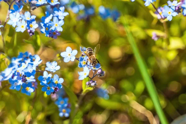 一只有条纹腹部的蜜蜂用蓝色的 忘记我的鼻子 采集花蜜 — 图库照片